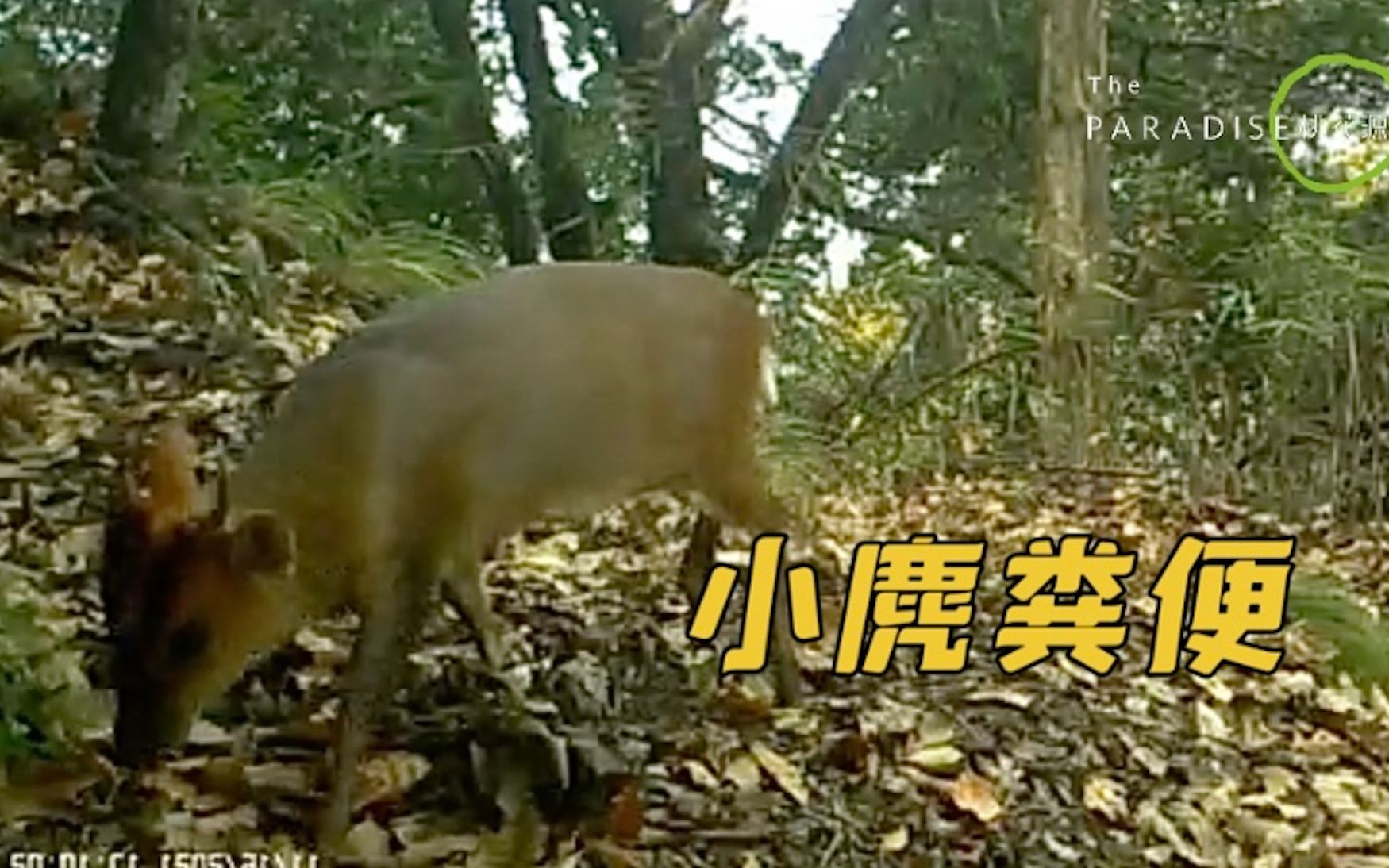 野生小麂经常出没于怎样的自然环境中?它们留下的线索竟是...!哔哩哔哩bilibili