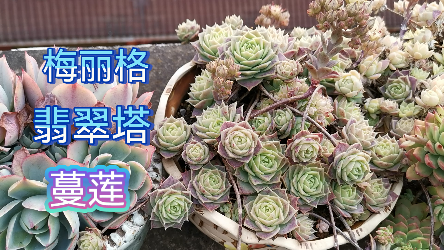 【多肉植物】"绿色的翡翠"梅丽格翡翠塔