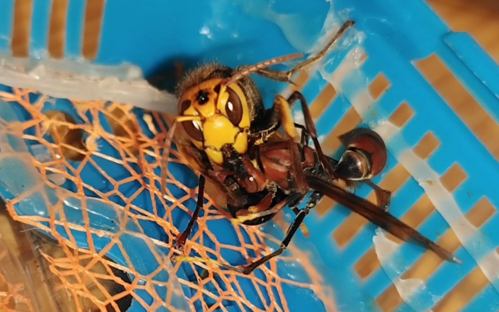 黄纹大胡蜂撕咬数分钟杀害马蜂
