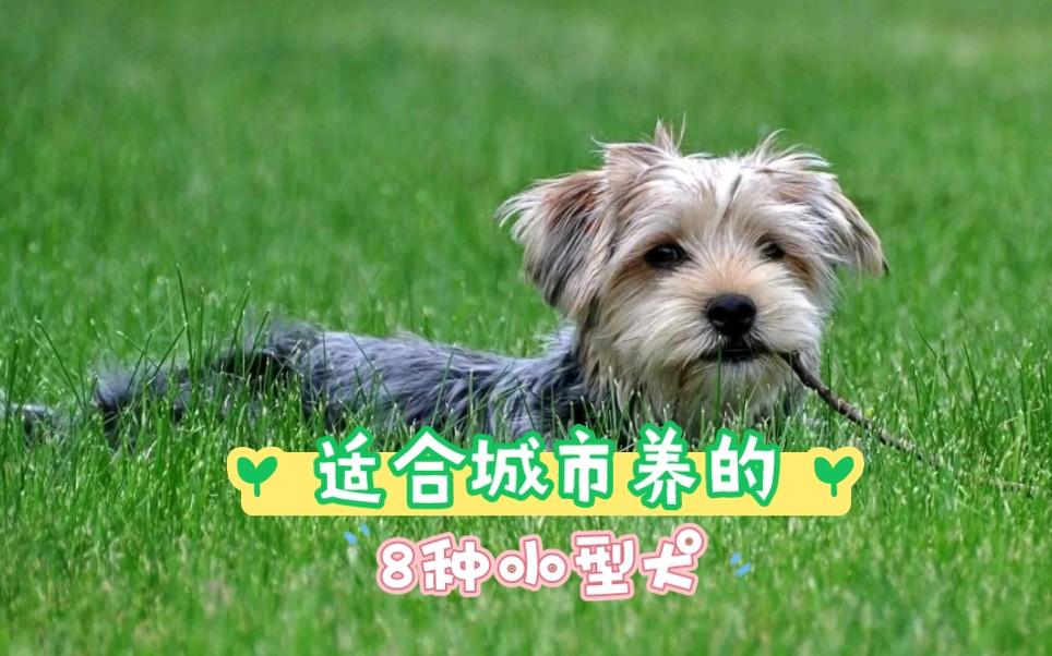 适合城市养的8种小型犬哔哩哔哩bilibili