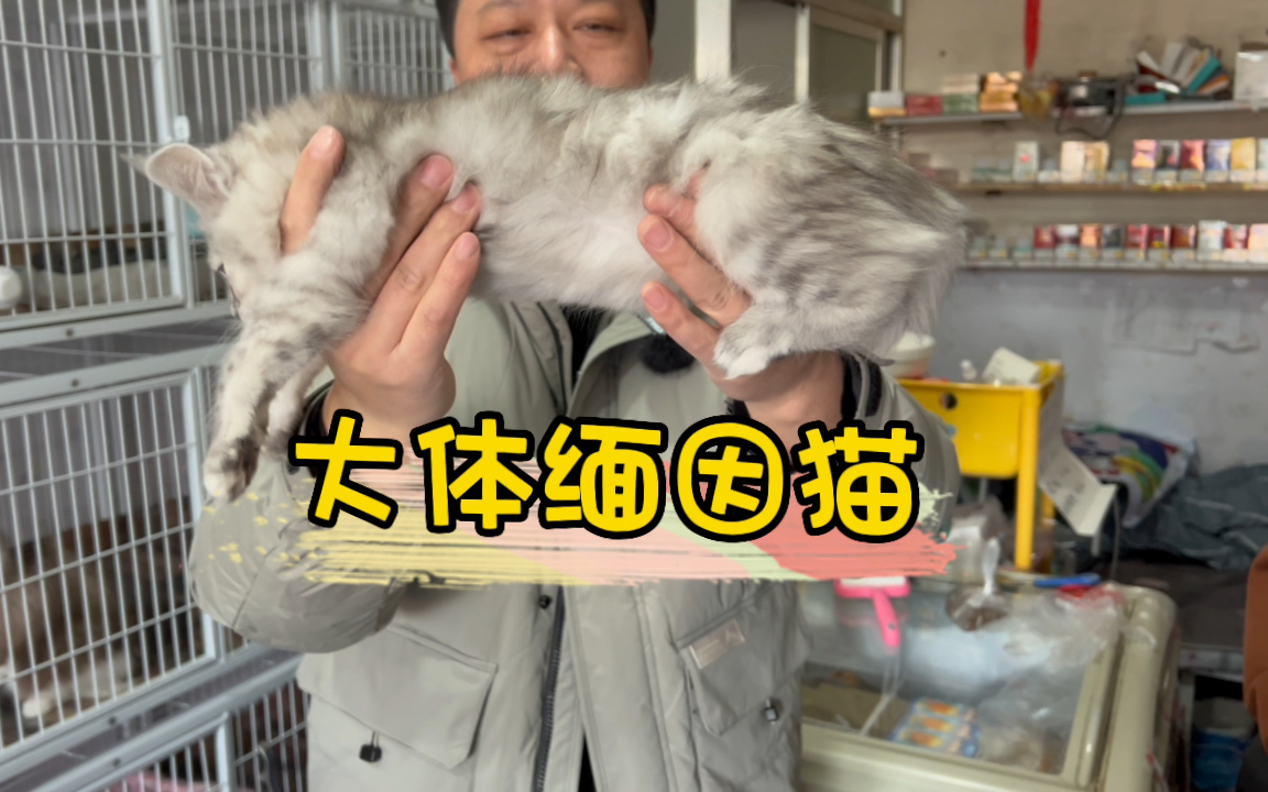 大体缅因猫两个月能长多大!哔哩哔哩bilibili