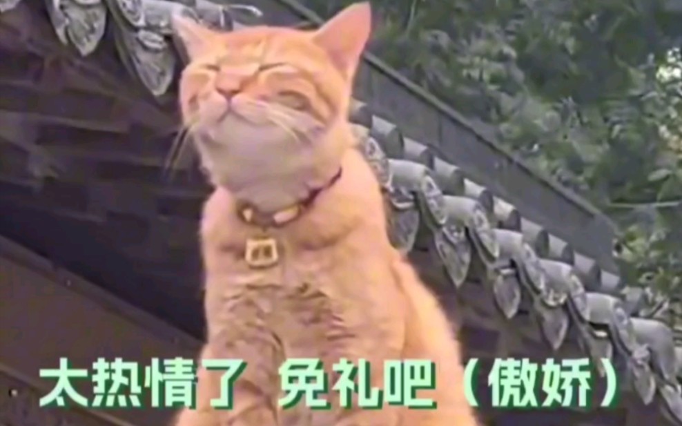 善喜好可爱 长的就有满满的福气# 鸡鸣寺 # 橘猫哔哩哔哩bilibili