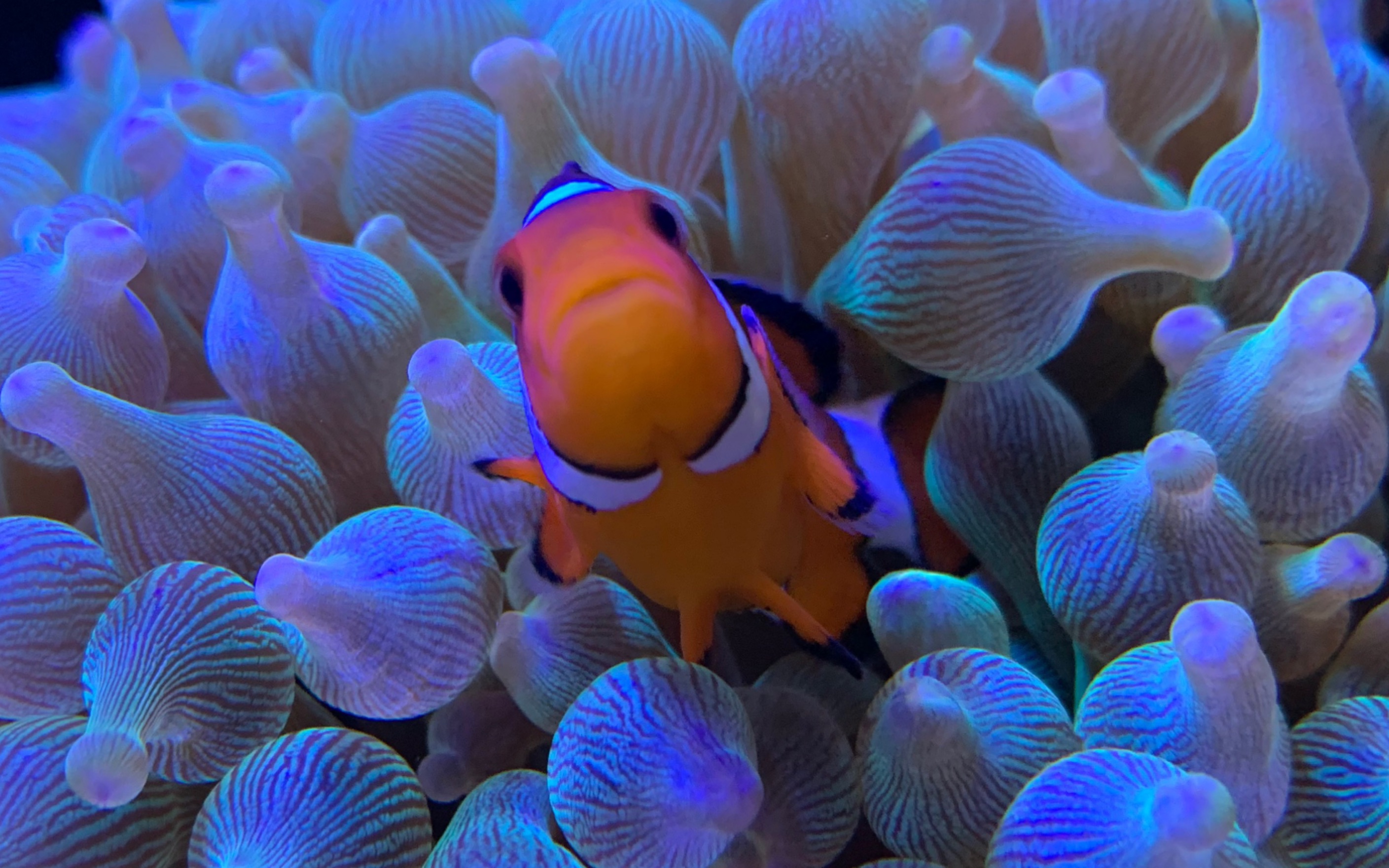 养一对可爱的小丑鱼是什么体验