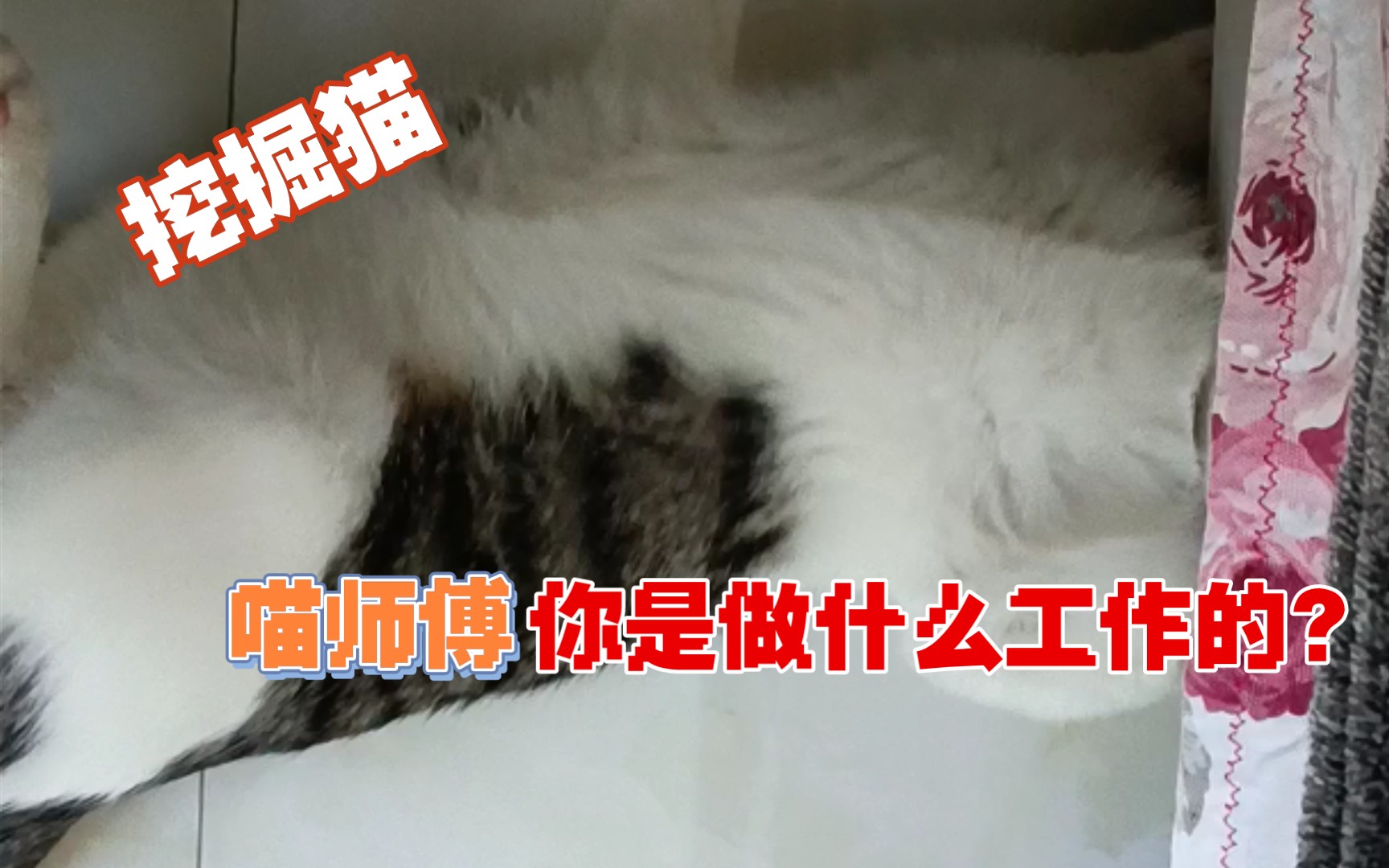 喵师傅,你是做什么工作的?挖掘猫