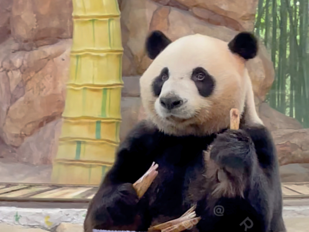 大熊猫酷酷 酷宝坐小火车吃笋94#长隆野生动物世界 #国宝大熊猫