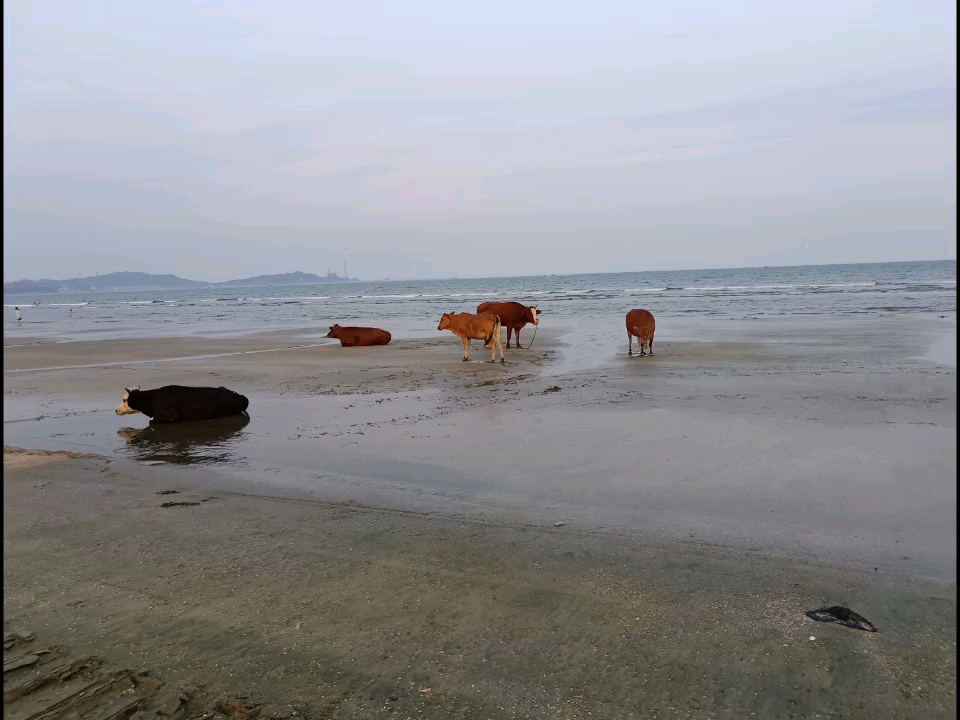 [图]牛消暑