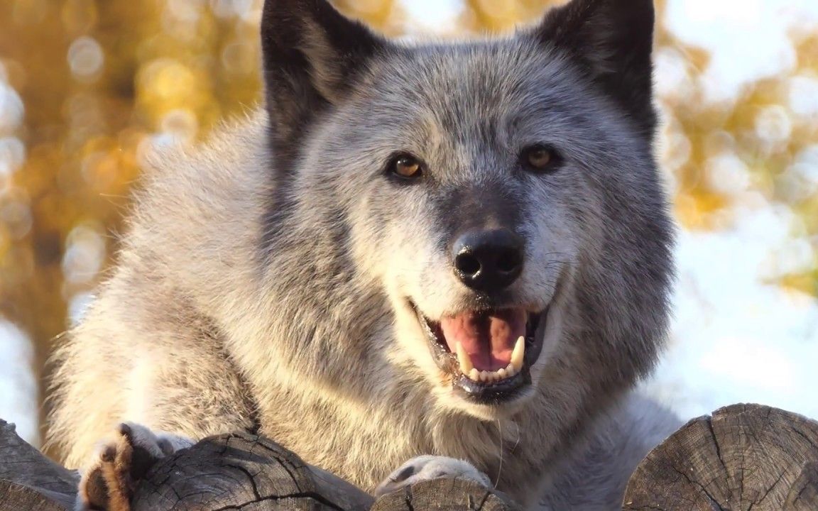 小狼的反差萌,治愈系笑容让人很难不心动