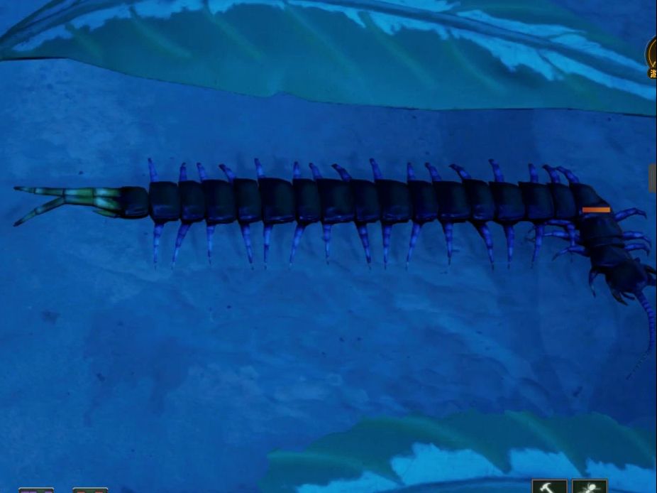 【地下蚁国】这非洲大蜈蚣身体看起来断掉了