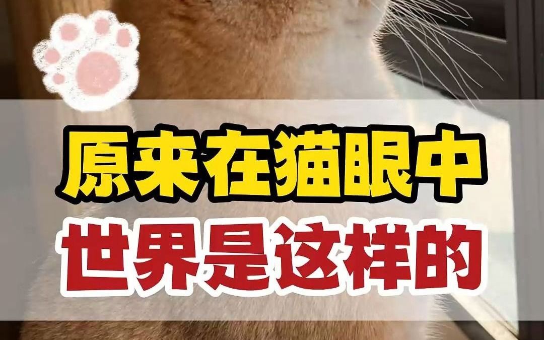 [图]这个滤镜可以看到猫眼中的世界