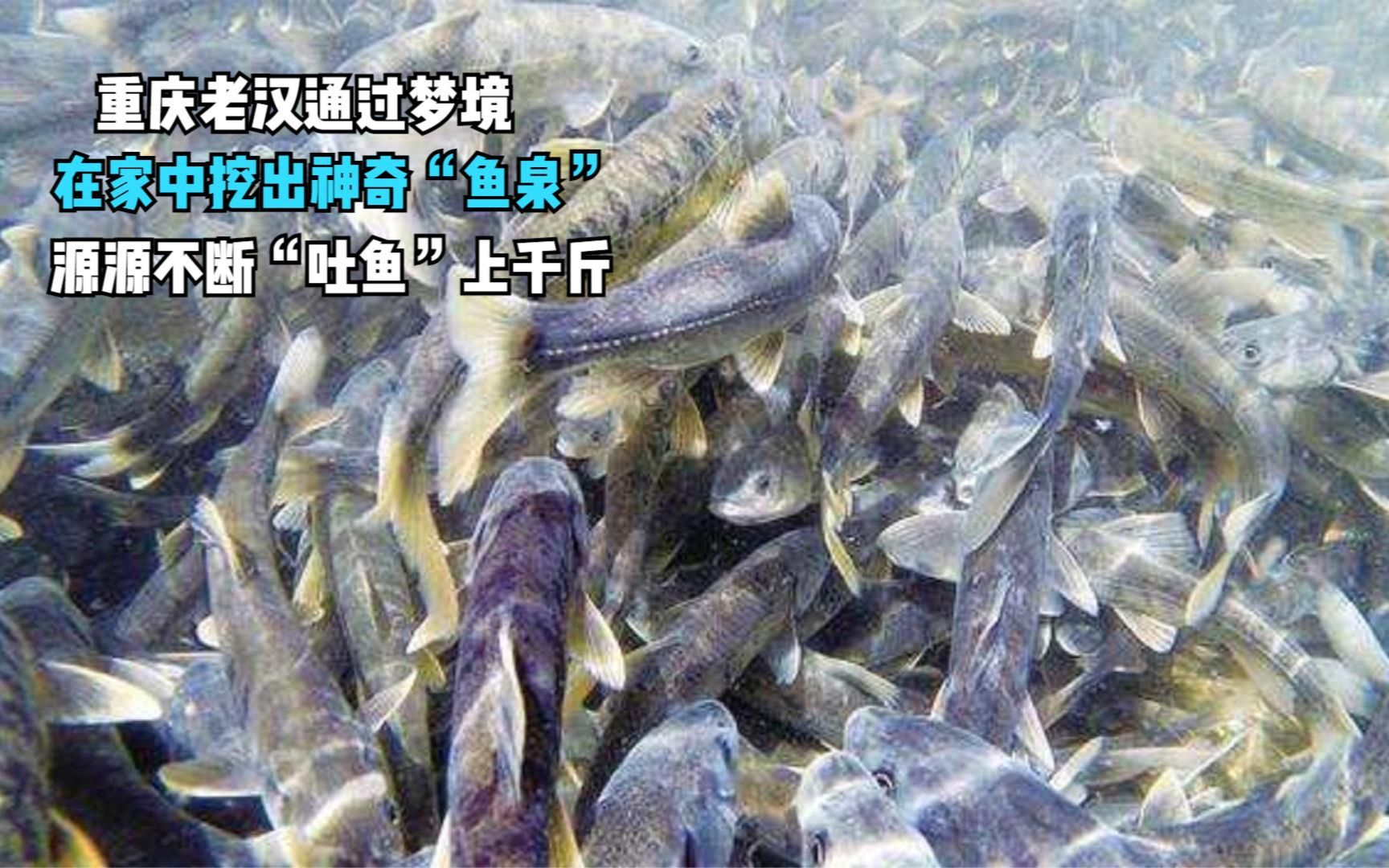 活动作品重庆老汉通过做梦在家中挖出神奇鱼泉源源不断吐鱼千斤mp4