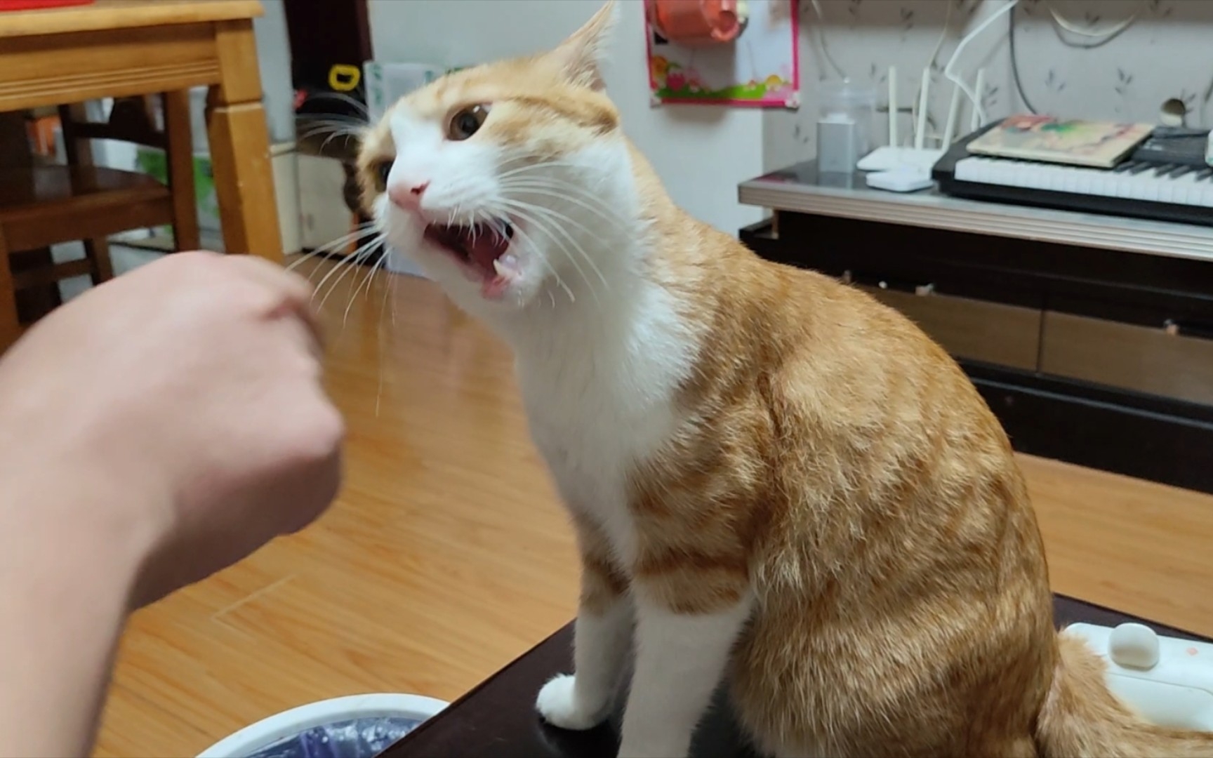 猫:演你?我特喵的还要揍你!