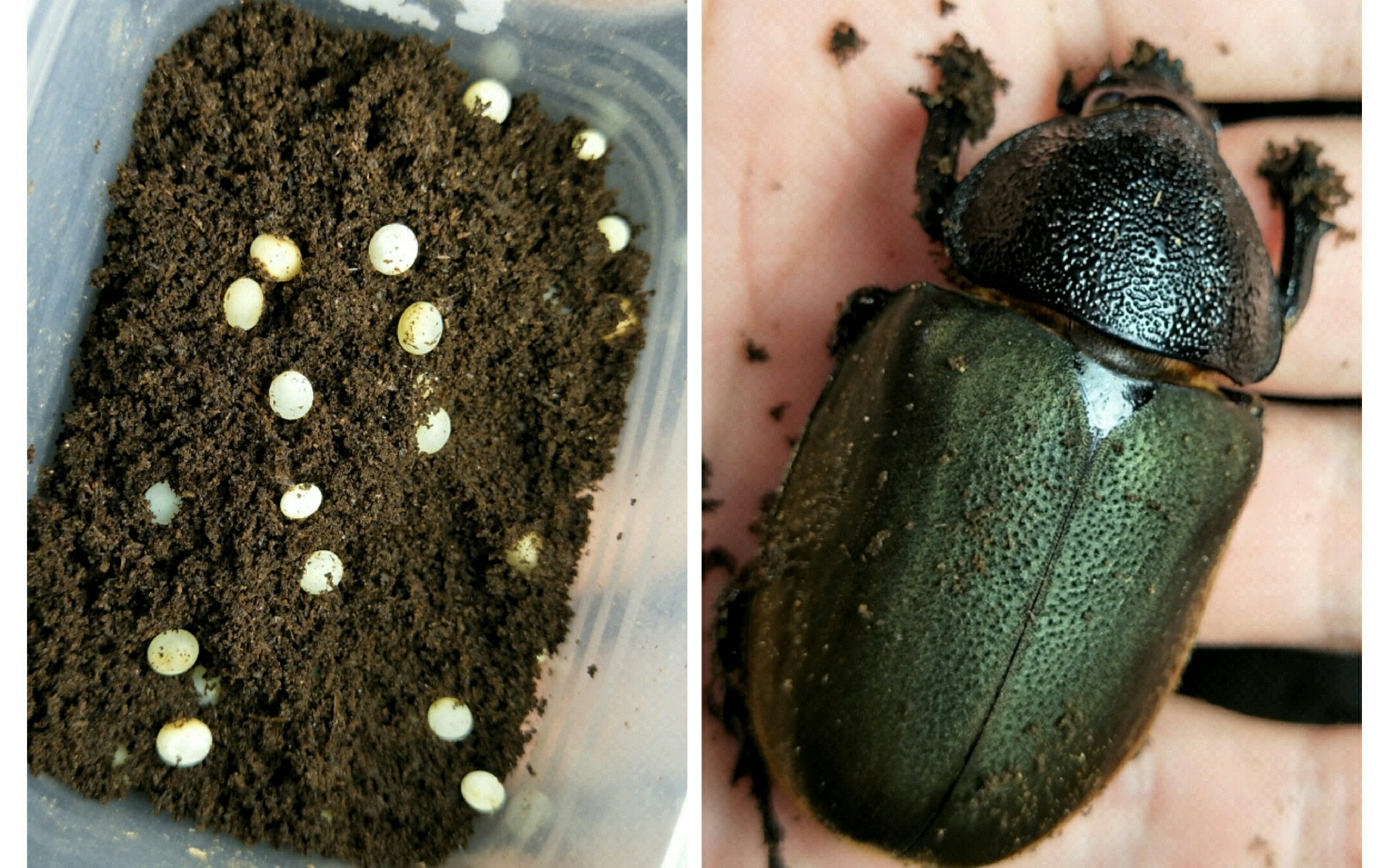 南洋大兜挖卵虫卵之莹也敢与日月争辉