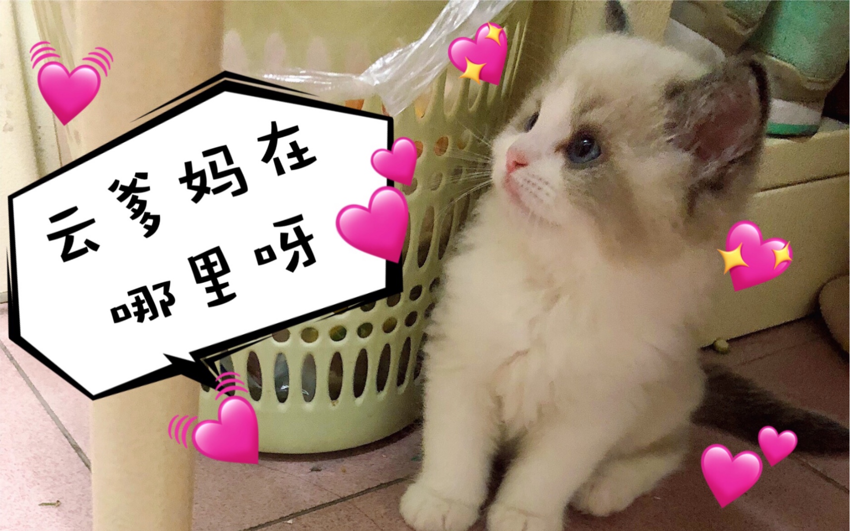 【布偶猫】1个月时间奶猫能长多大?(爱的特辑)哔哩哔哩bilibili