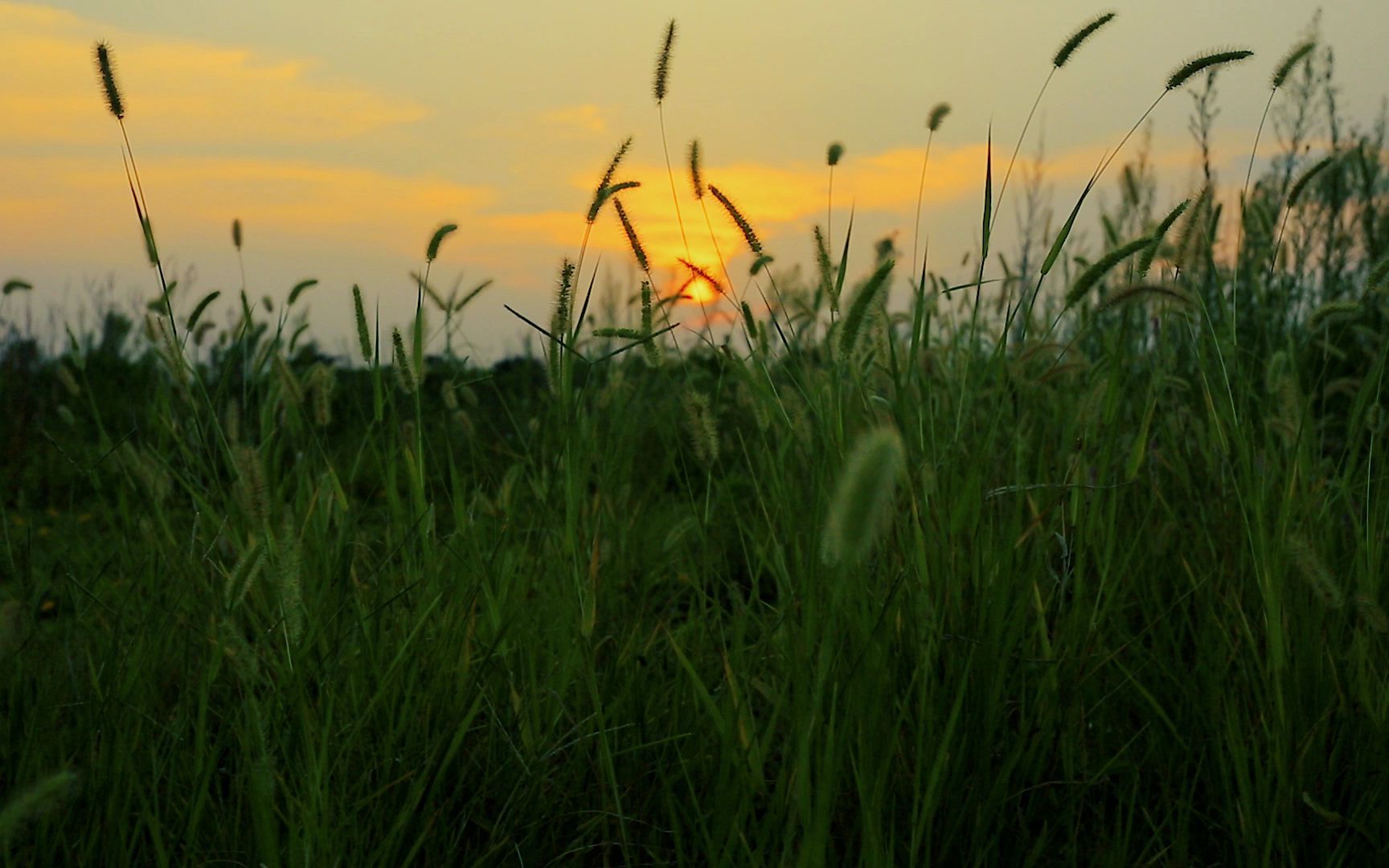 实拍素材夕阳下的狗尾巴草哔哩哔哩bilibili