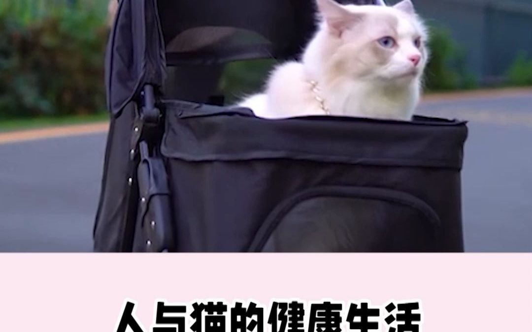 猫博士自有品牌的猫粮是什么样的哔哩哔哩bilibili