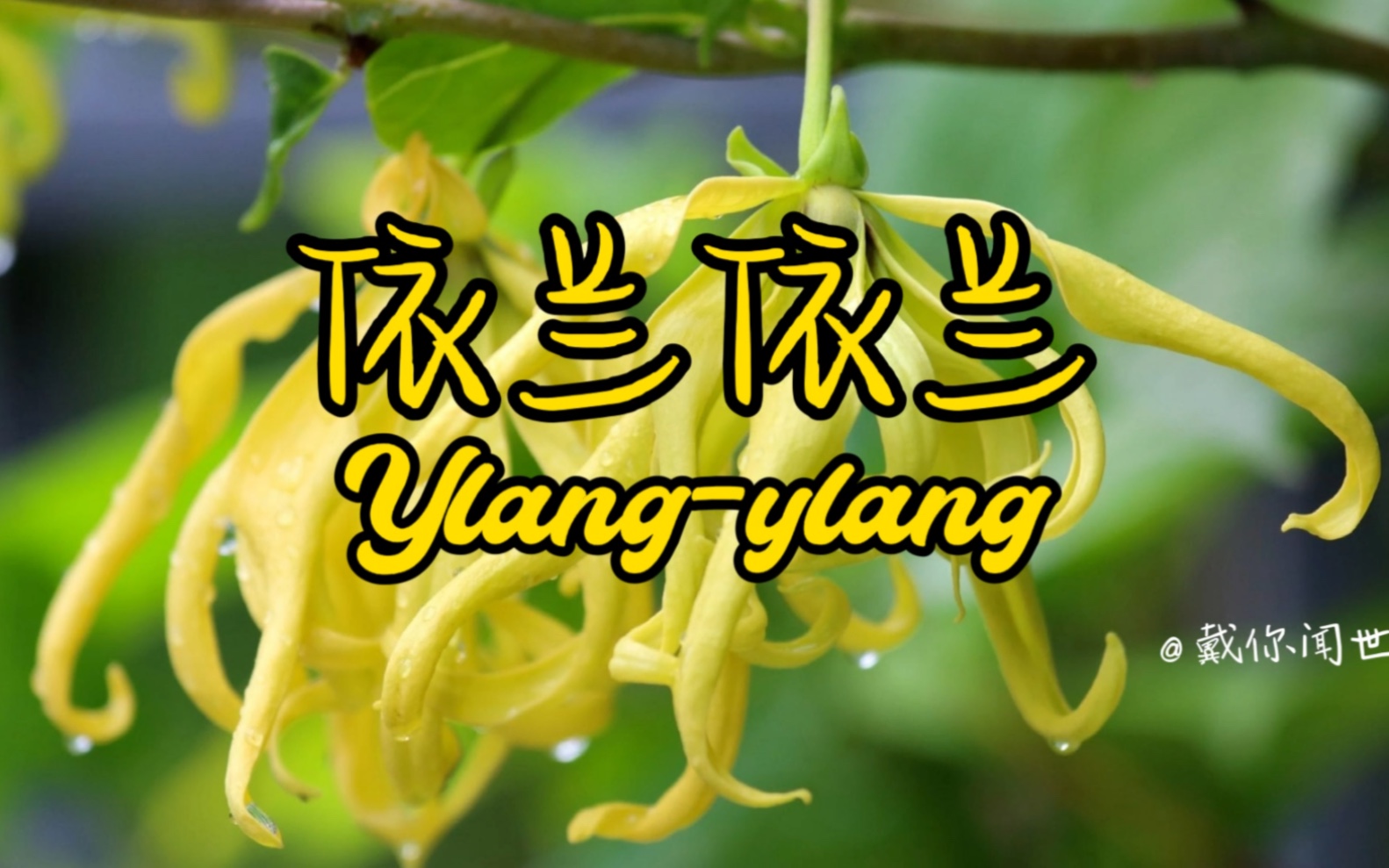 [图]学习香水原料：依兰依兰（Ylang-ylang）