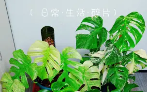 下载视频: 热植不焦叶｜如何养出强健根系｜评论区有惊喜