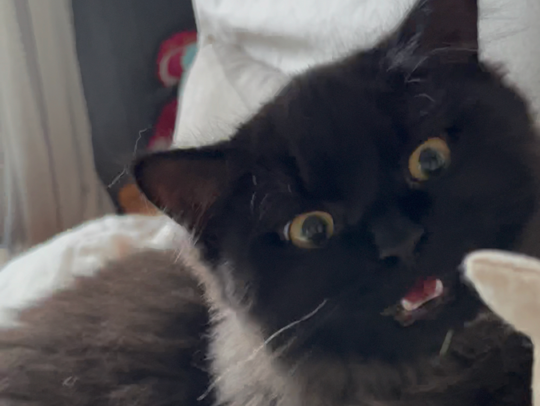 我家黑仔深沉的爱