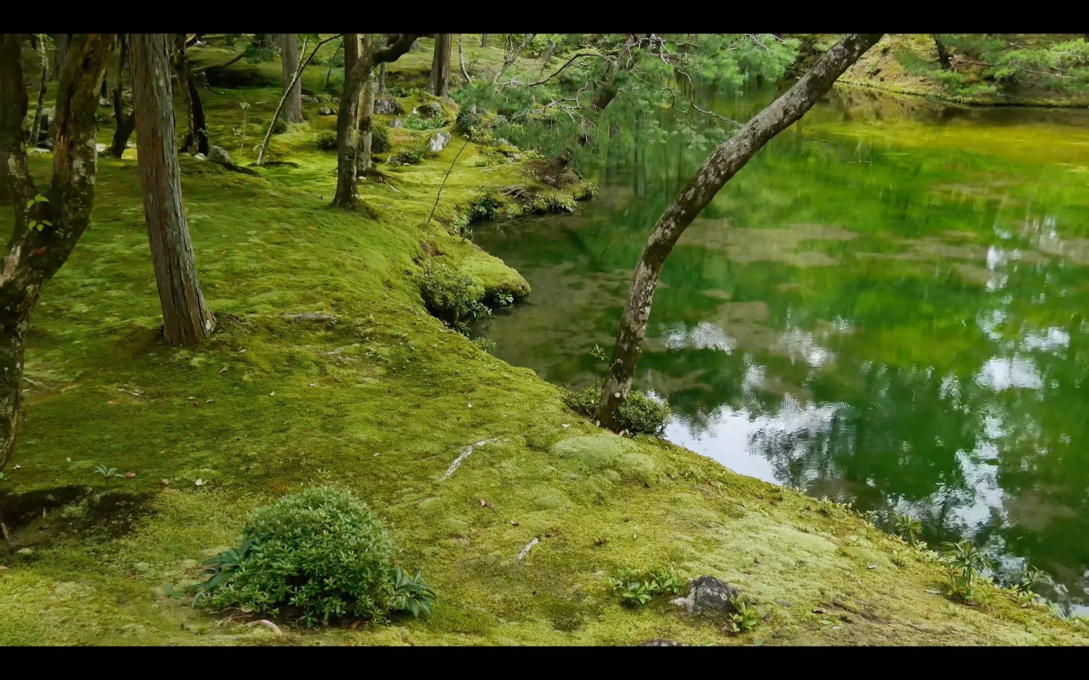 [4K]京都西芳寺庭院 苔寺 Garden of Saihoji Temple The gardens of Kyoto哔哩哔哩bilibili