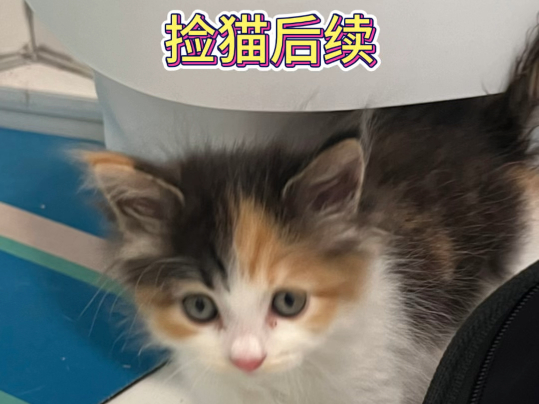 我和流浪猫猫咪老师fifi的故事p2哔哩哔哩bilibili