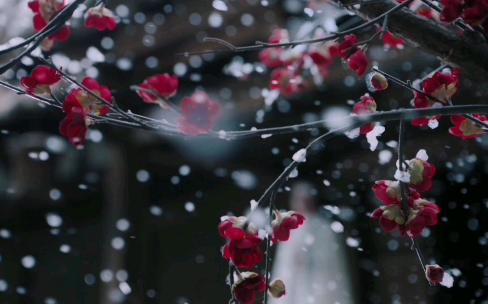 [图]【古风唯美空镜】梅花飞雪，孔明灯，手接雪，荷花金鱼，雨中灯笼，面具落地，笼中鹦鹉等