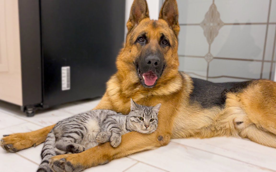 德国牧羊犬是猫最好的朋友!