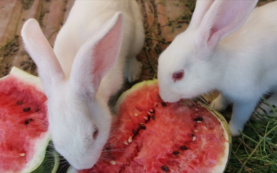 看小兔子吃西瓜真的好治愈啊