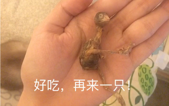 [图]（强夫）小猫咪最爱的零食是什么