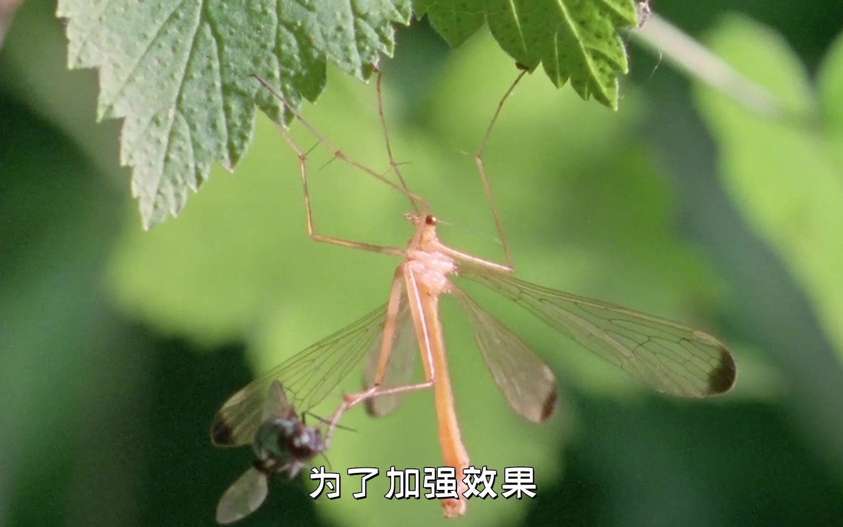 蚊蝎蛉爱情买卖雄性提供资源讨雌性的欢心赢得交配的机会