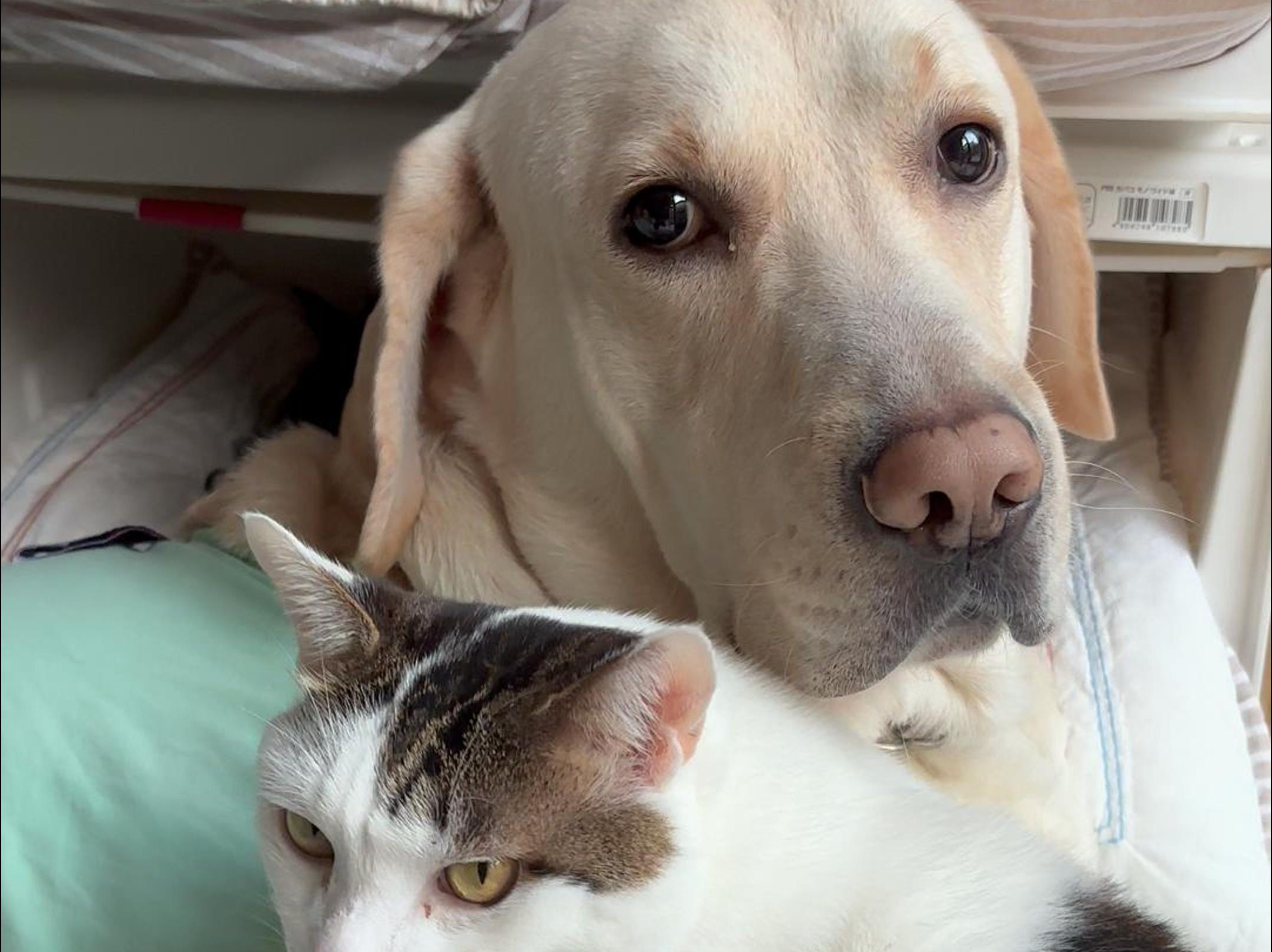 猫狗双全的生活日常,猫咪是哥哥,狗狗是弟弟