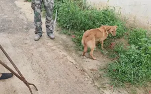 农村看家小土狗知道被卖，面露凶相，铁夹拦腰锁住牙齿咬的咯吱响