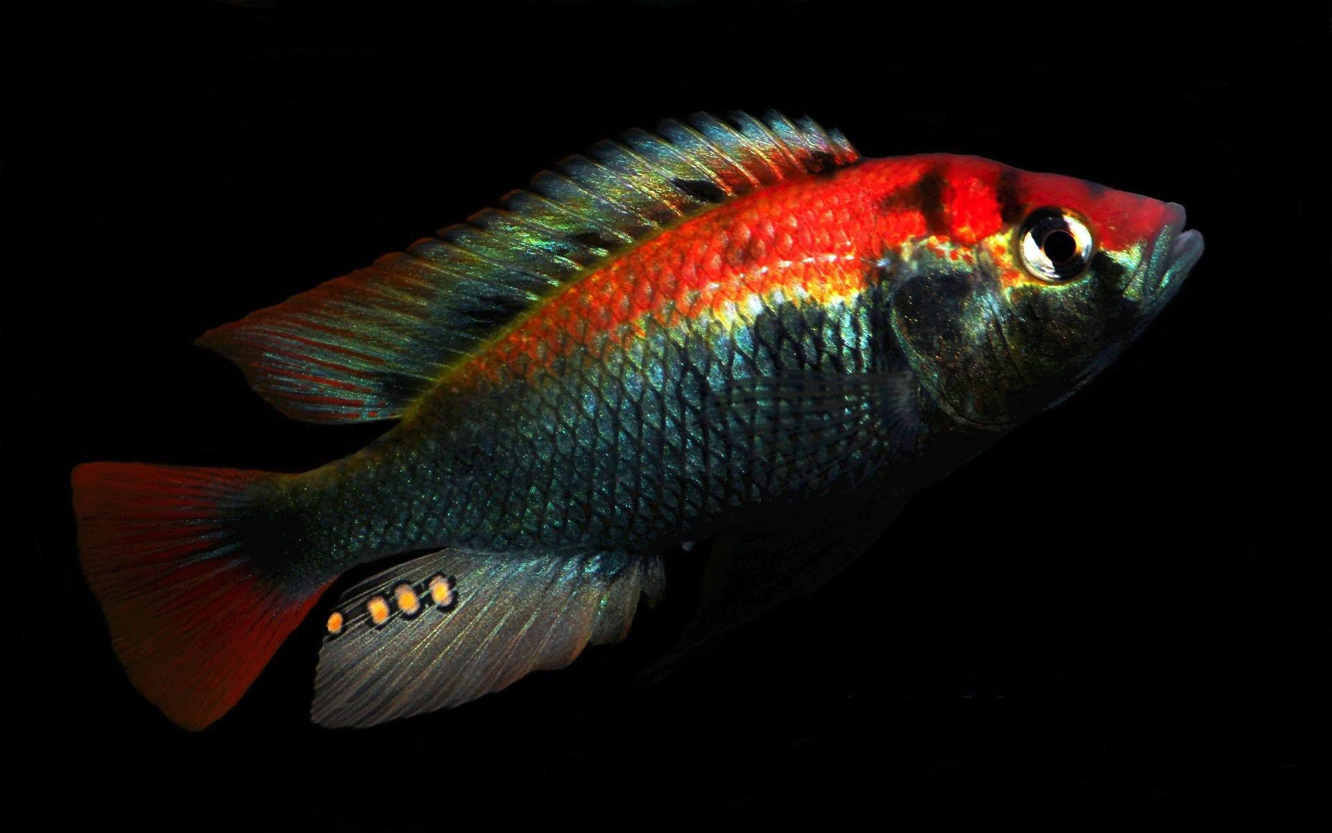 红宝石绿 | 维鲷三湖慈鲷热带鱼观赏用原生鱼