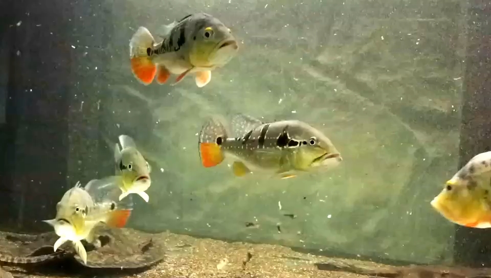 霹雳马三间群游