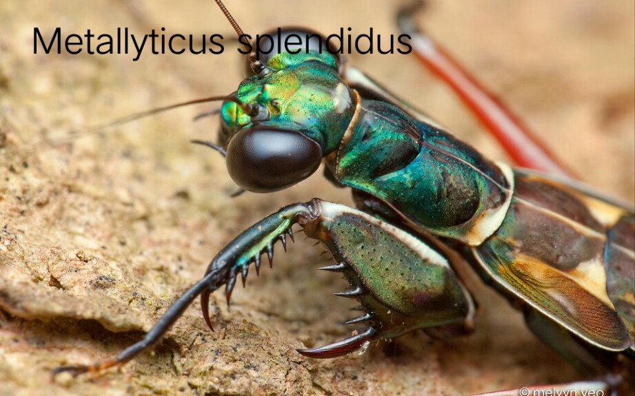 【螳螂图册31】辉煌金属螳(Metallyticus splendidus)哔哩哔哩bilibili