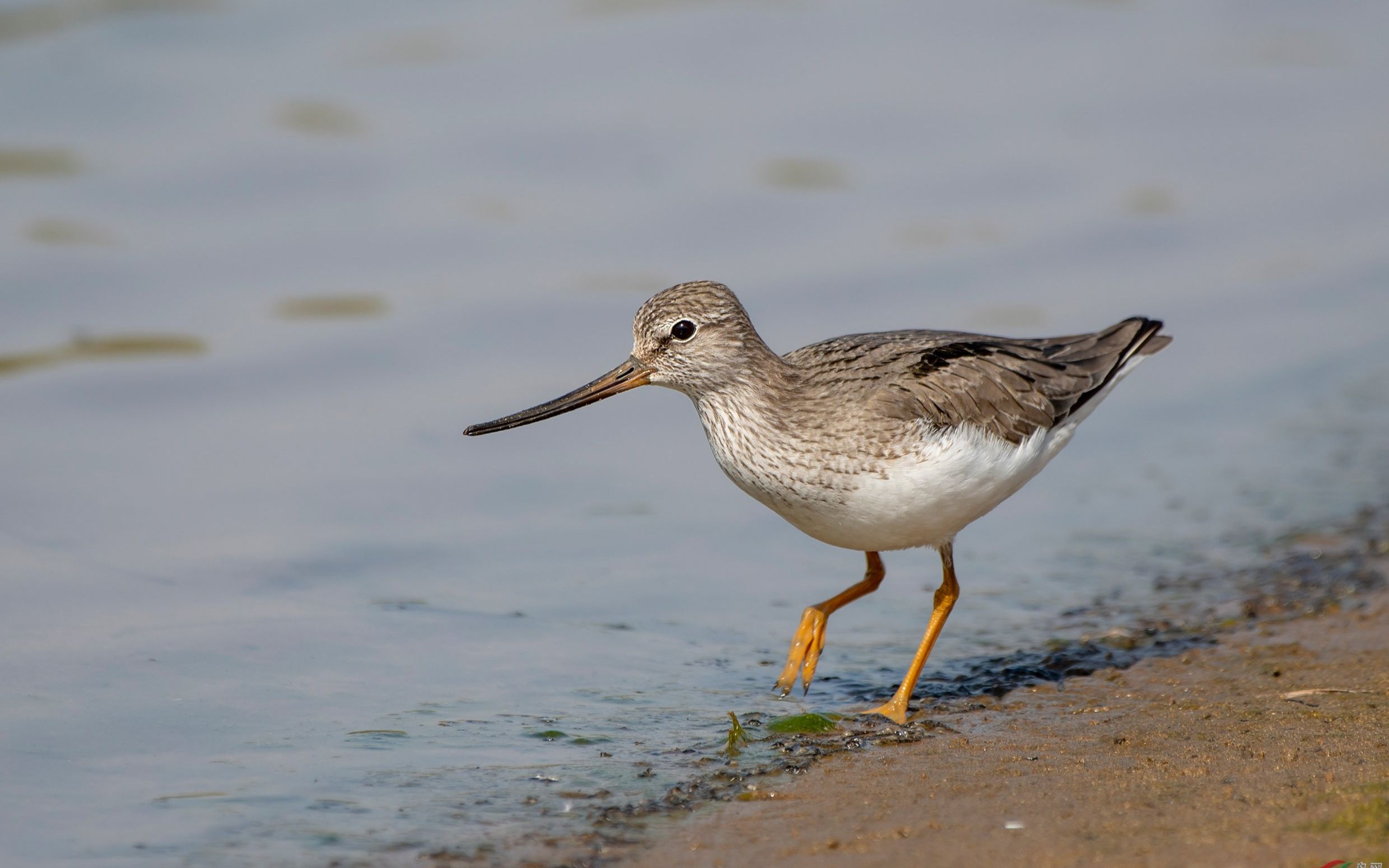 翘嘴鹬---郭鹏制作