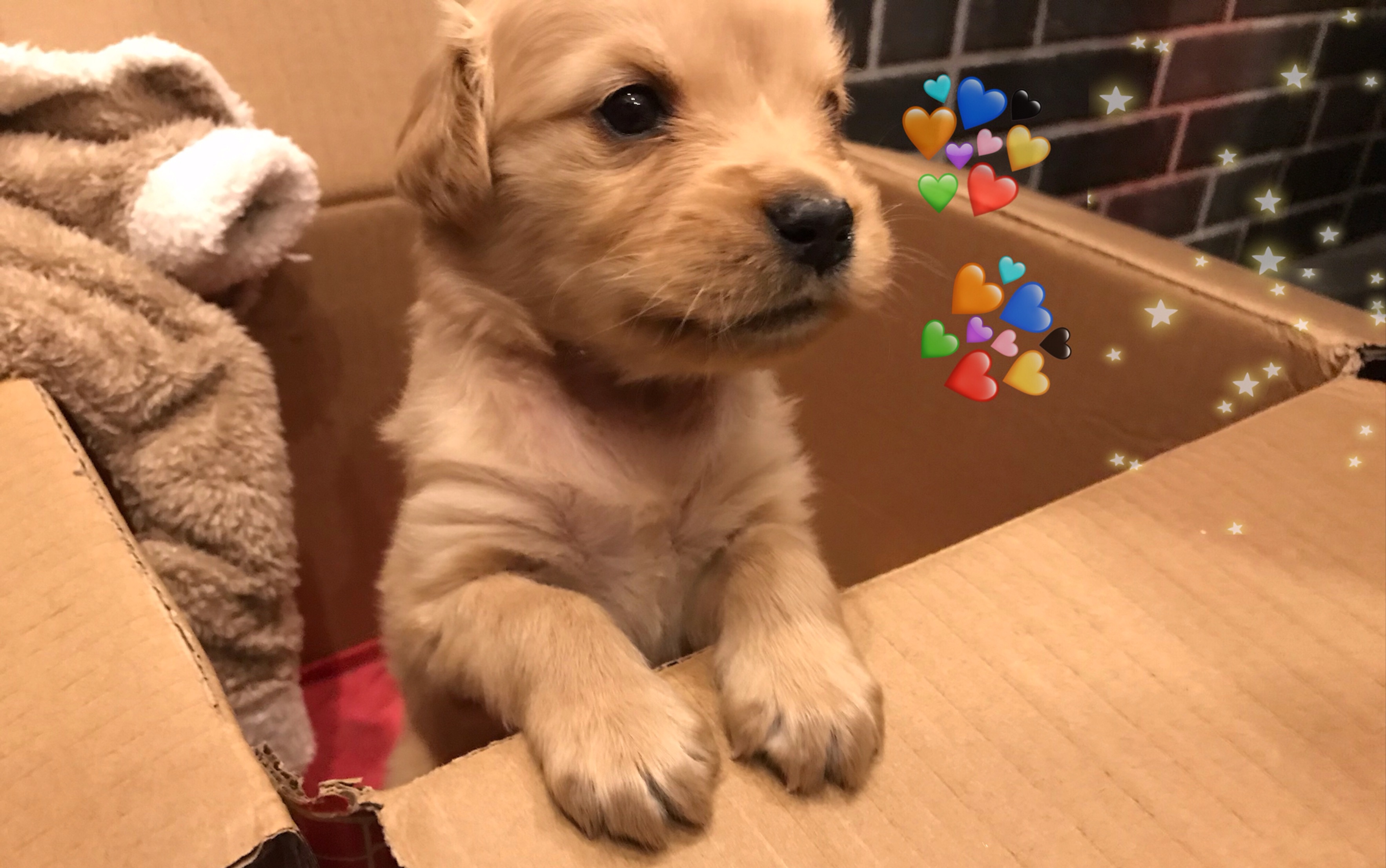 金毛在大花被面上盘一只金毛小奶狗