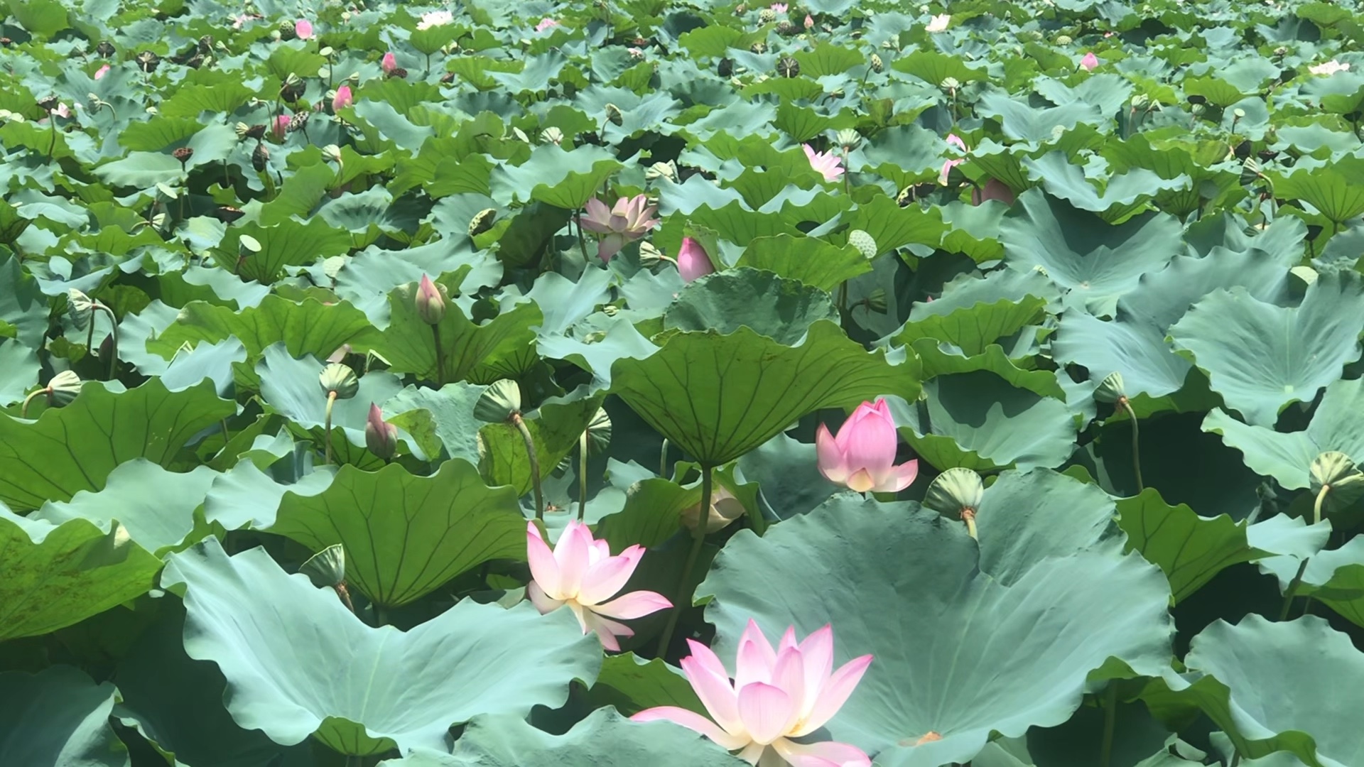 资政大夫祠荷花池(上)
