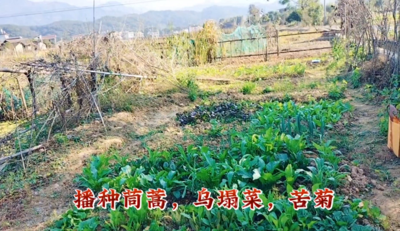 十一月份可以播种的蔬菜,有苦菊,乌塌菜,小叶茼蒿哔哩哔哩bilibili