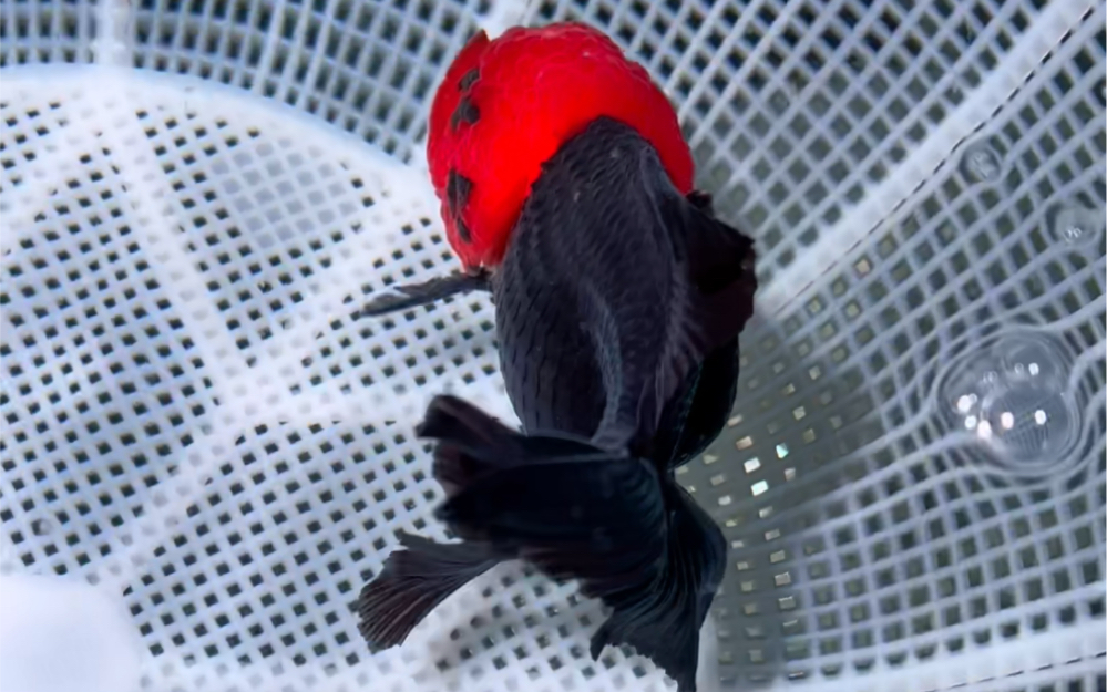 印尼进口红头黑袍玛丽泰狮