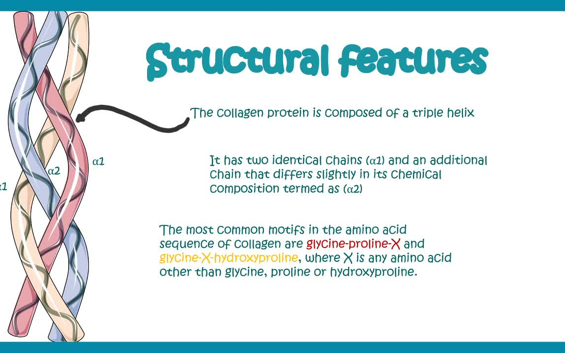 胶原蛋白的结构、分类、生物合成、临床上的重要性哔哩哔哩bilibili
