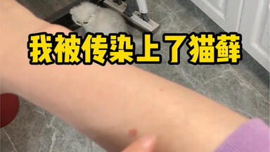 我被传染上了猫藓了，不得不把小奶猫隔离开来……