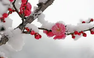 Скачать видео: 【踏雪寻梅】钢琴小提琴