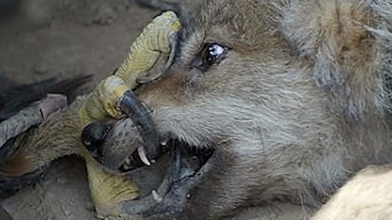 看被称为狼收割机的动物是如何捕杀狼的