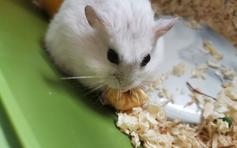 【仓鼠】雪球:吃虾_哔哩哔哩 (゜-゜)つロ 干杯~-bilibili