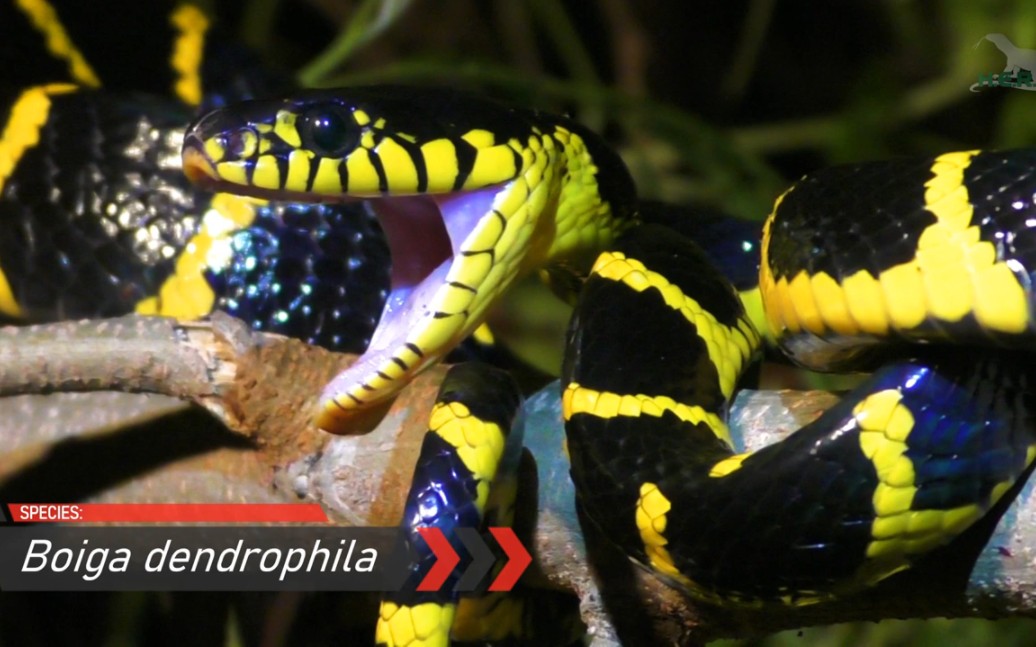 印尼两栖爬行动物科莫多巨蜥网纹蟒黄环林蛇眼镜王蛇