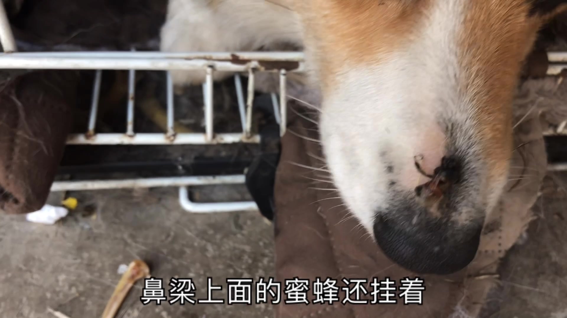 柯基狗子喜欢满院子追着蜜蜂跑被蜜蜂在鼻子上狠狠蛰了一口惨叫