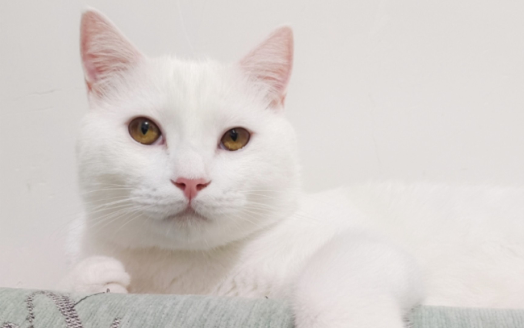 憨头憨脑小猪崽秒变威武霸气喵大王