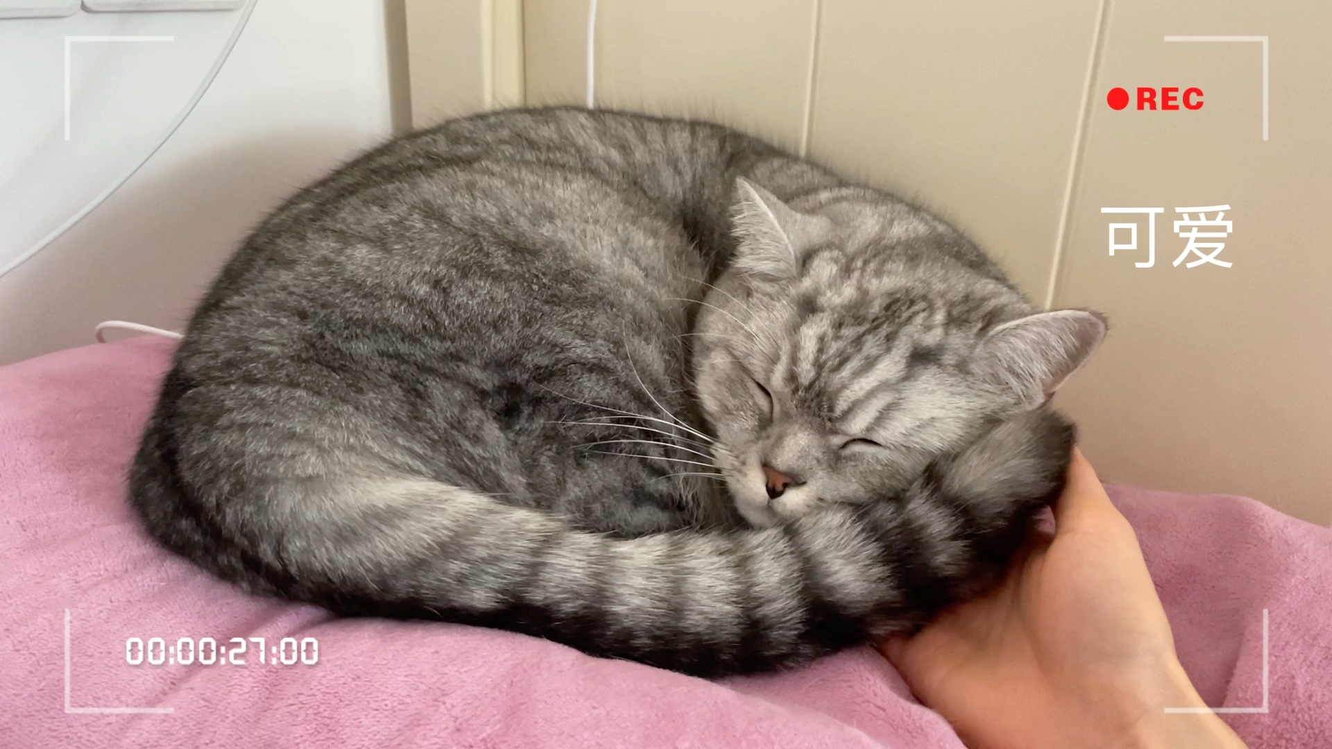 猫为什么这么能睡