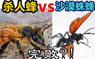 Descargar video: 杀人蜂VS沙漠蛛蜂 竟然完败?! 杀人蜂到底多危险？！