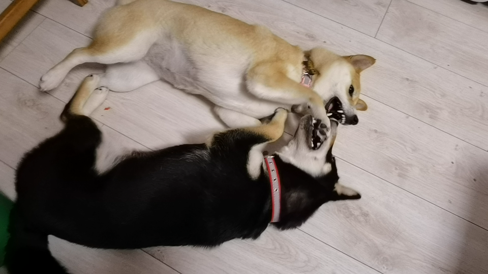 柴犬版哥斯拉大战金刚系列i